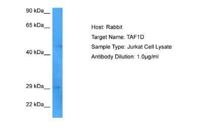 Western Blot: TAF1D Antibody [NBP2-85868]