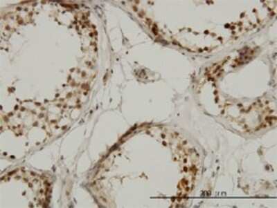 Immunohistochemistry-Paraffin: TAF1L Antibody (1E12) [H00138474-M01]