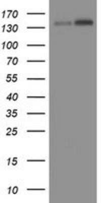 Western Blot: TAF2 Antibody (OTI2A5)Azide and BSA Free [NBP2-74442]