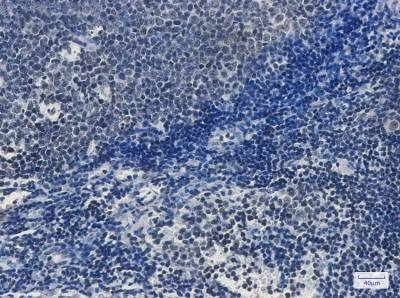 Immunohistochemistry-Paraffin: TAF3 Antibody (S01-6A4) [NBP3-19497]