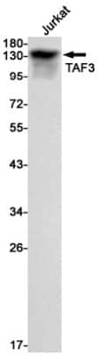 Western Blot: TAF3 Antibody (S01-6A4) [NBP3-19497]