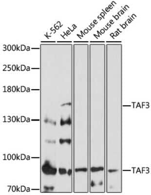 Western Blot: TAF3 AntibodyAzide and BSA Free [NBP2-93431]