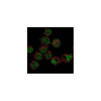 Immunocytochemistry/ Immunofluorescence: TAF3B1 Antibody [NBP3-17176]