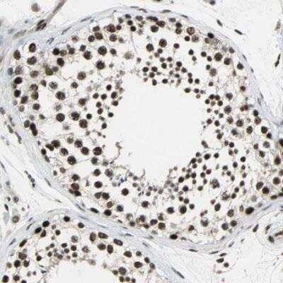 Immunohistochemistry-Paraffin: TAF5 Antibody [NBP1-86971]