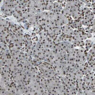 Immunohistochemistry-Paraffin: TAF5 Antibody [NBP1-86971]