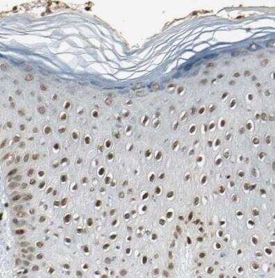 Immunohistochemistry-Paraffin: TAF5 Antibody [NBP1-86971]