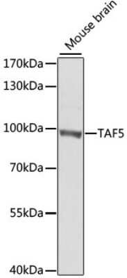 Western Blot: TAF5 AntibodyBSA Free [NBP2-93025]