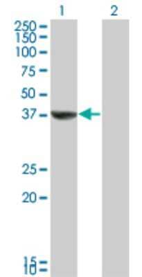 Western Blot: TAF5L Antibody (1C5) [H00027097-M01]