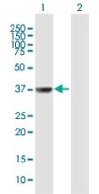 Western Blot: TAF5L Antibody [H00027097-B01P]