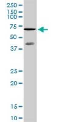 Western Blot: TAF5L Antibody [H00027097-D01P]