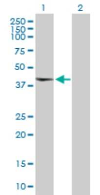 Western Blot: TAF5L Antibody [H00027097-D01P]