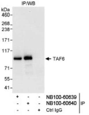 Immunoprecipitation: TAF6 Antibody [NB100-60639]