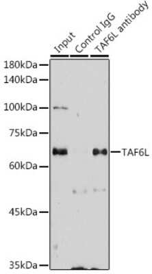 Immunoprecipitation: TAF6L Antibody - Azide and BSA Free [NBP2-93341]