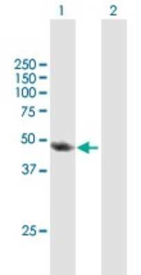 Western Blot: TAF6L Antibody [H00010629-B01P]