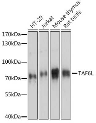 Western Blot: TAF6L AntibodyAzide and BSA Free [NBP2-93341]