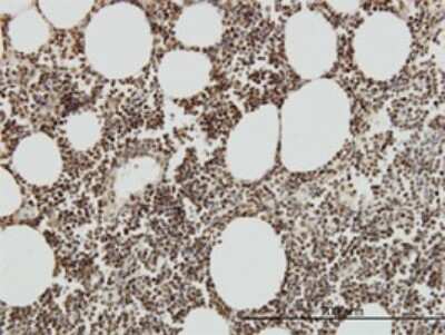Immunohistochemistry-Paraffin: TAF7 Antibody (2C5) [H00006879-M01]