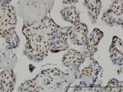 Immunohistochemistry-Paraffin: TAF7 Antibody (2C5) [H00006879-M01]
