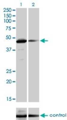 Western Blot: TAF7 Antibody (2C5) [H00006879-M01]