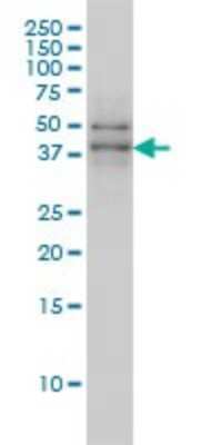 Western Blot: TAF7 Antibody (2C5) [H00006879-M01]