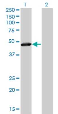 Western Blot: TAF7 Antibody (2C5) [H00006879-M01]