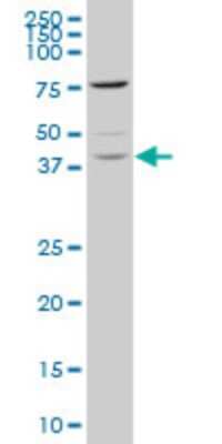 Western Blot: TAF7 Antibody (3G6) [H00006879-M02]