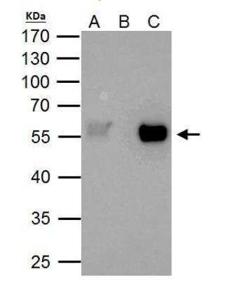 Immunoprecipitation: TAF7 Antibody [NBP2-20556]