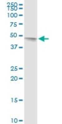 Western Blot: TAF7 Antibody [H00006879-D01P]