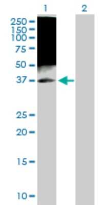 Western Blot: TAF7 Antibody [H00006879-D01P]