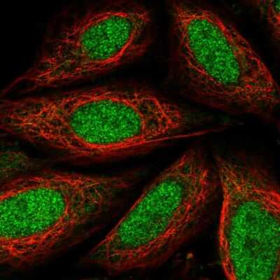 Immunocytochemistry/ Immunofluorescence: TAF7L Antibody [NBP1-84350]