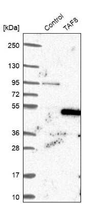 Western Blot: TAF8 Antibody [NBP2-38188]