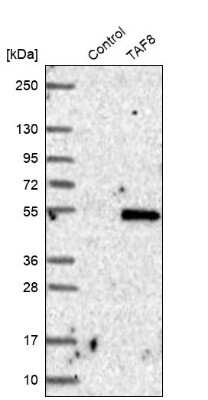 Western Blot: TAF8 Antibody [NBP2-38189]