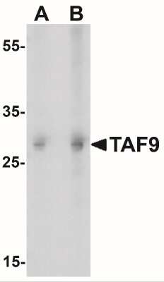 Western Blot: TAF9 AntibodyBSA Free [NBP2-41266]