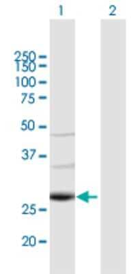 Western Blot: TAF9b Antibody [H00051616-B01P]