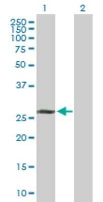 Western Blot: TAF9b Antibody [H00051616-D01P]