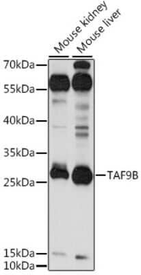 Western Blot: TAF9b AntibodyAzide and BSA Free [NBP2-94263]