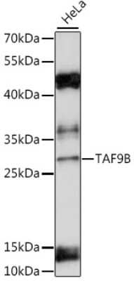 Western Blot: TAF9b AntibodyAzide and BSA Free [NBP2-94264]