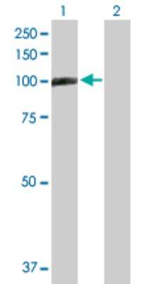 Western Blot: TAGAP Antibody [H00117289-D01P]