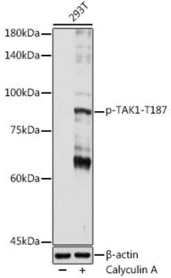 Western Blot: TAK1 [p Thr187] AntibodyAzide and BSA Free [NBP3-16950]