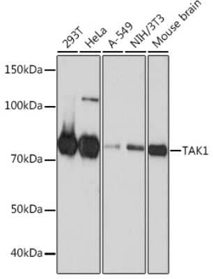 Western Blot: TAK1 Antibody (1W2B10) [NBP3-15650]