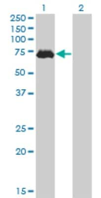 Western Blot: TAK1 Antibody (2E10) [H00006885-M02]