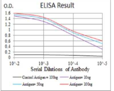 ELISA: TAK1 Antibody (3E8H4) - BSA Free [NBP2-52509]