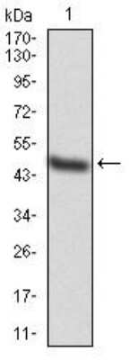 Western Blot: TAK1 Antibody (3E8H4)BSA Free [NBP2-52509]