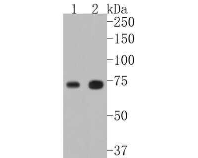 Western Blot: TAK1 Antibody (JM73-19) [NBP2-67180]