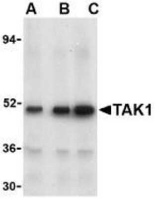 Western Blot: TAK1 AntibodyBSA Free [NBP1-76441]