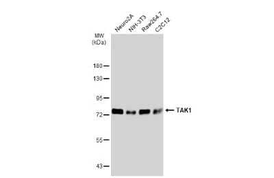 Western Blot: TAK1 Antibody [NBP3-13401]