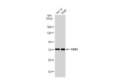 Western Blot: TAK1 Antibody [NBP3-13401]