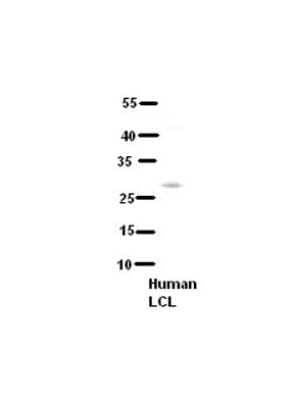 Western Blot: TAK1L Antibody [NBP1-56678]