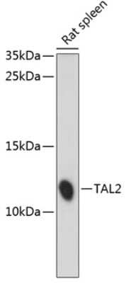 Western Blot: TAL2 AntibodyAzide and BSA Free [NBP2-93861]