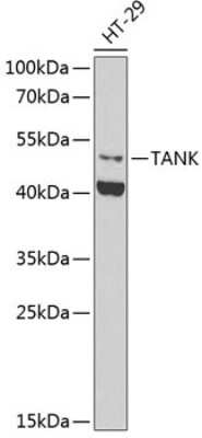 Western Blot: TANK AntibodyBSA Free [NBP2-95201]