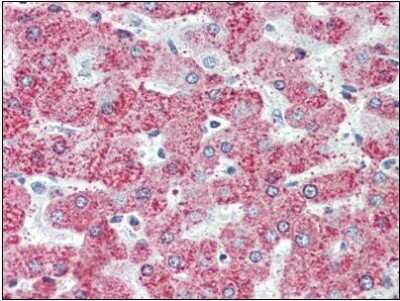 Immunohistochemistry-Paraffin: TAO Kinase 1 Antibody - BSA Free [NBP1-50166]